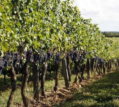 agenda zie ruik hoor